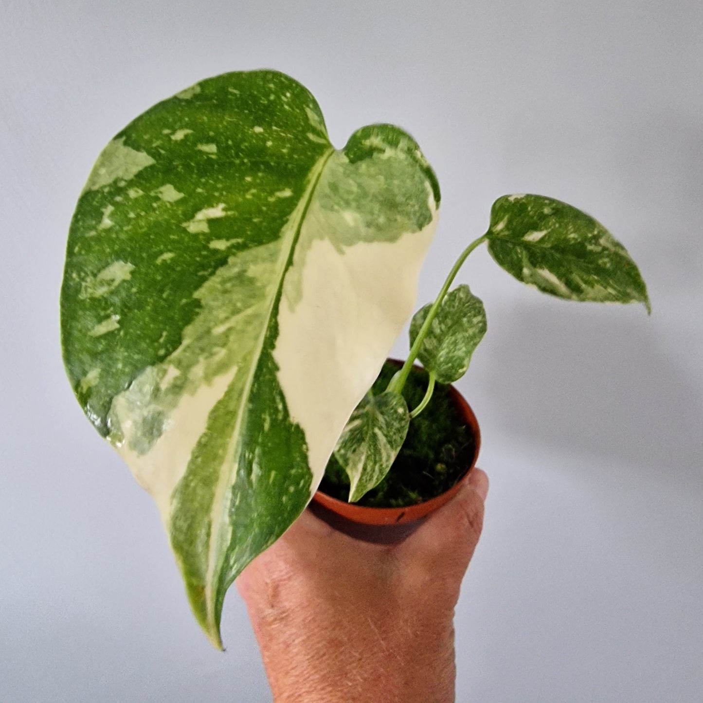 Monstera Thai Constellation Rare Houseplant 8cm pot (1)