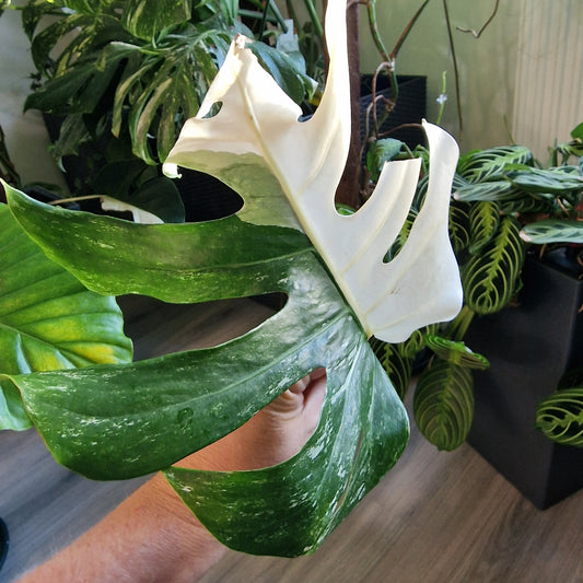 Monstera Albo Highly Variegated Middle Cutting
