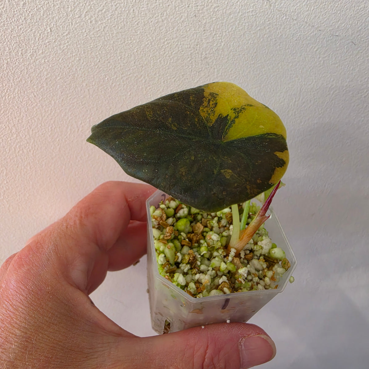 Alocasia Cuprea ‘Latte Gold’ – Acclimatised Tissue Culture | Exact Plant #1