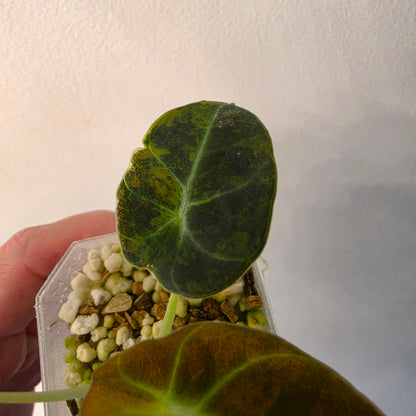 Alocasia Black Velvet Gold Variegated – Established | Exact Plant #3
