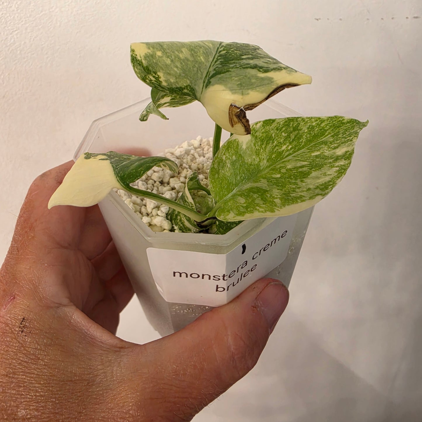 Monstera Crème Brûlée – Exact Plant No. 1 - See Description