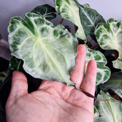 Alocasia Venom – 8cm Pot