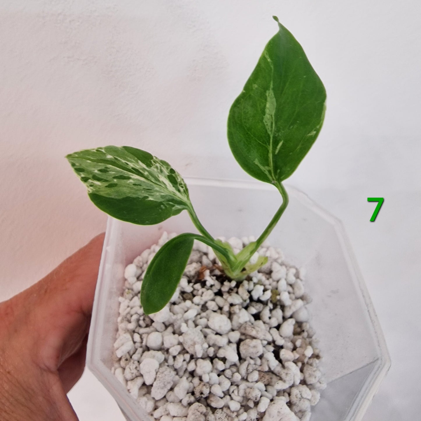 Monstera Bulbasaur 7cm pot – Choose Your Own