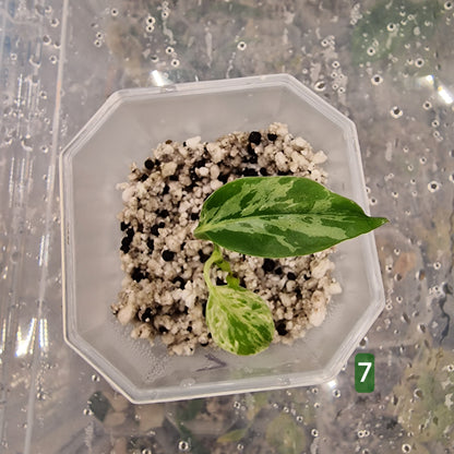 Monstera Bulbasaur – Choose Your Exact Plant (Acclimatising TC Batch) see description