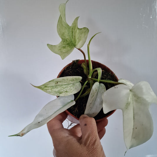 Philodendron Florida Ghost Rare Houseplant 12cm pot