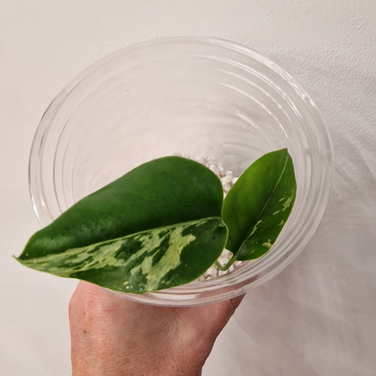 Monstera Bulbasaur – Young TC Plant (Exact Plant #1-12)