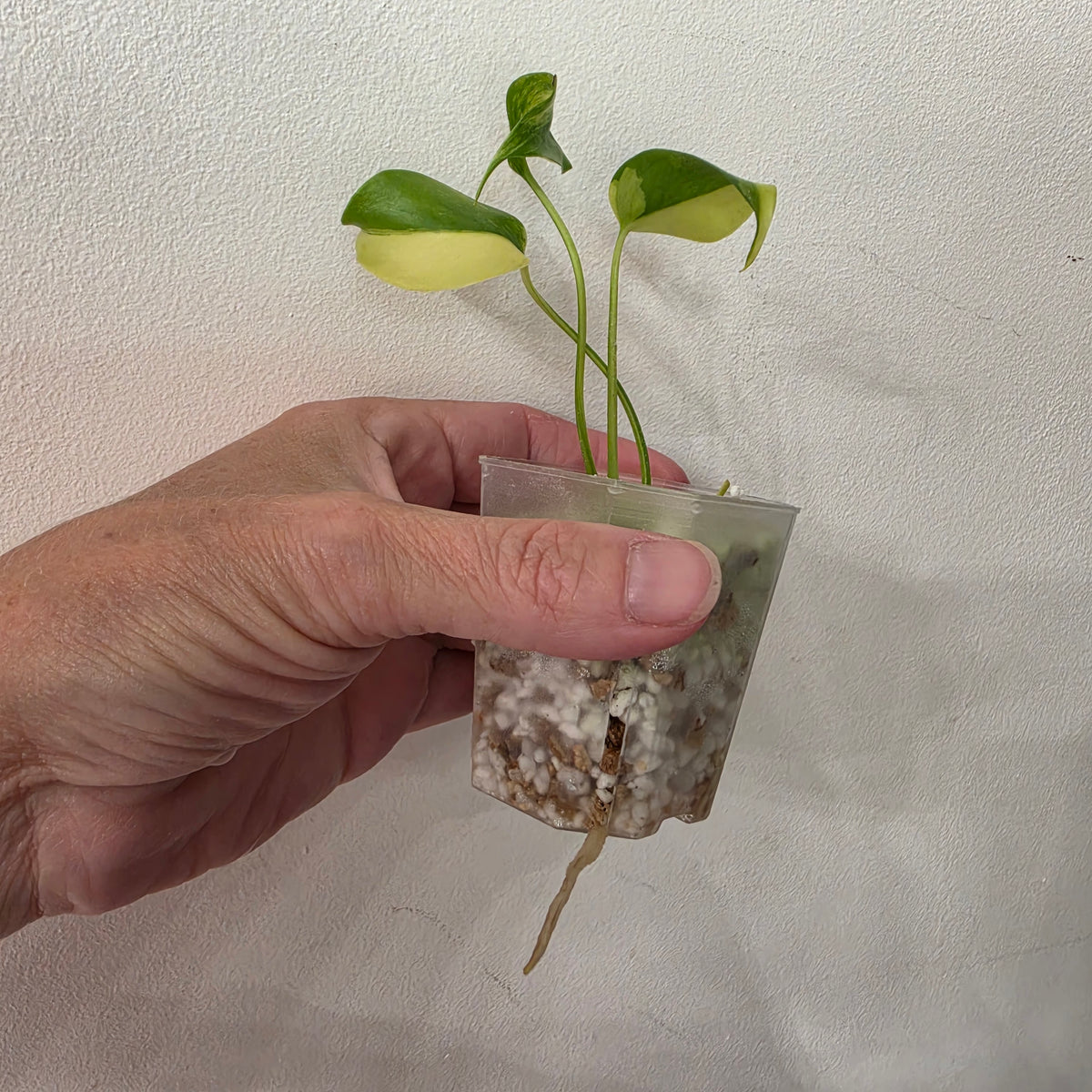 Monstera Yellow Marilyn Variegated – Exact Plant #4
