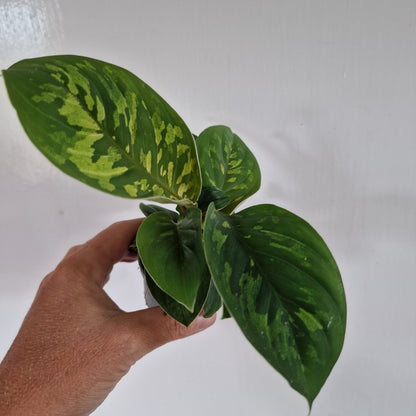 Homalomena Camouflage Rare Houseplant 6cm pot