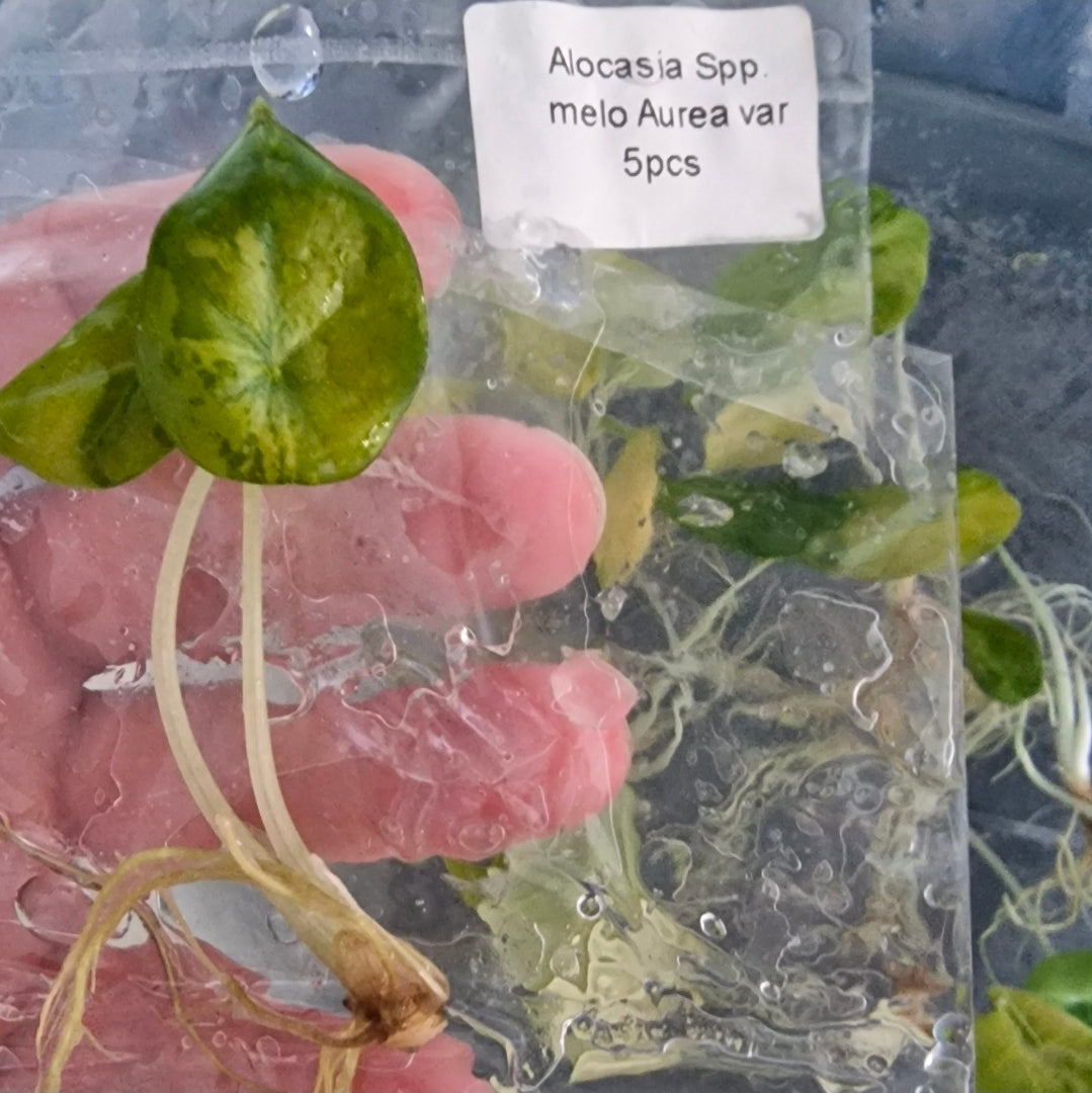 Tissue Culture Plant - Pre-order - please see description