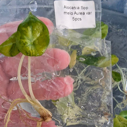 Tissue Culture Plant - Pre-order - please see description