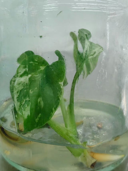 Monstera Devil Premium Tissue Culture UK | A-Grade High Variegation Pre-Order see description