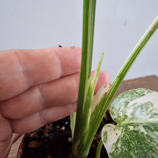 Monstera Thai Constellation Half Moon variegation Rare Houseplant 6cm pot (d)