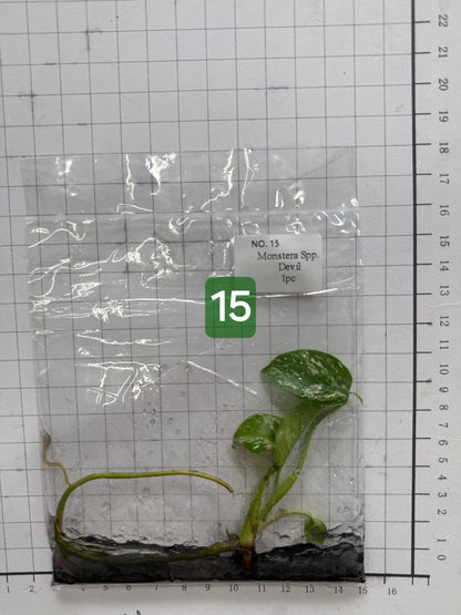 Choose your own Monstera Devil Tissue Culture Plantlet Pre-Order - see description