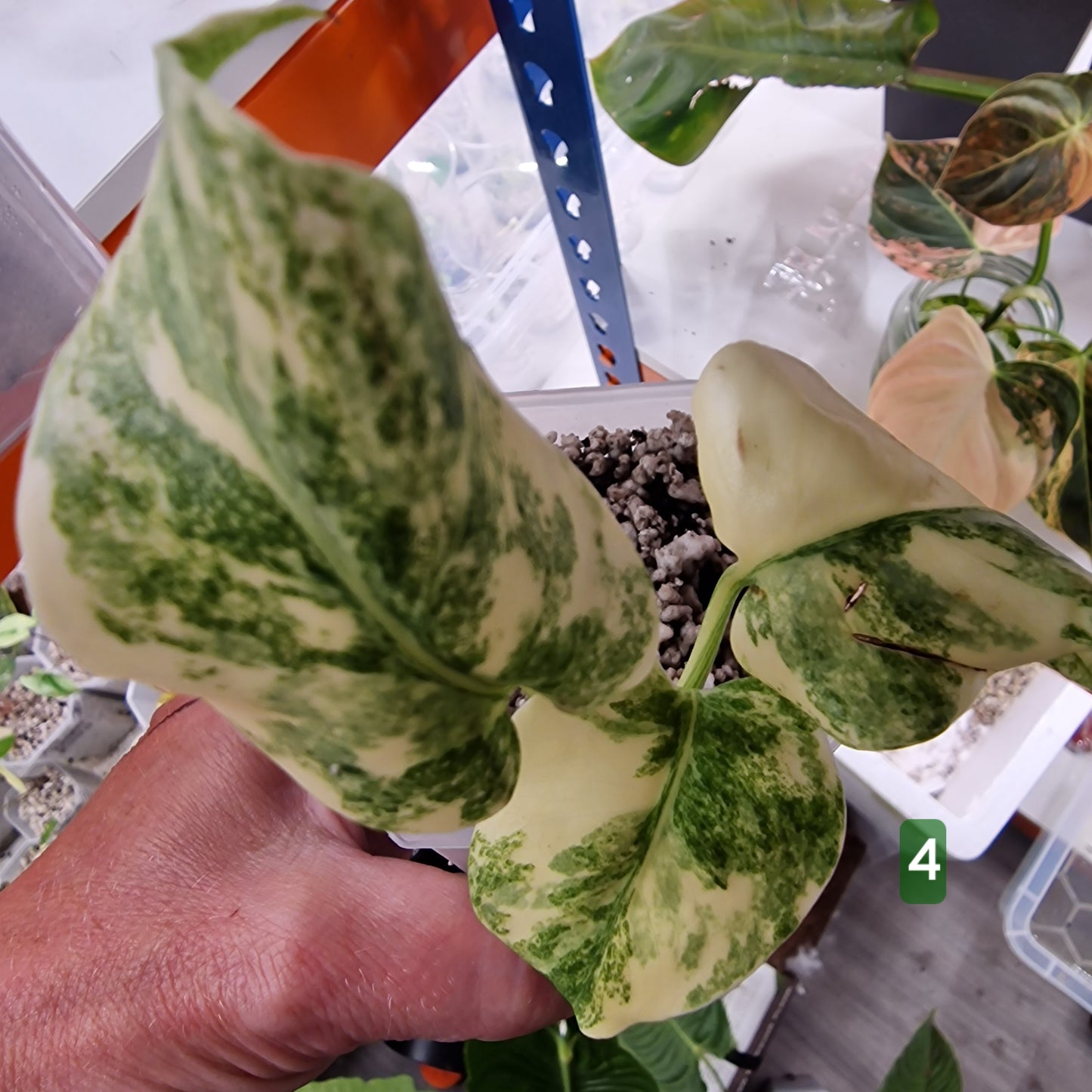Monstera Legacy – Choose Your Plant