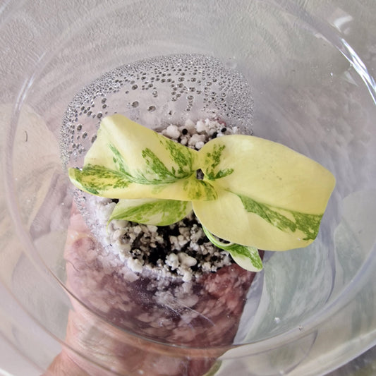 Monstera Legacy – Young Exact TC Plant (#2)