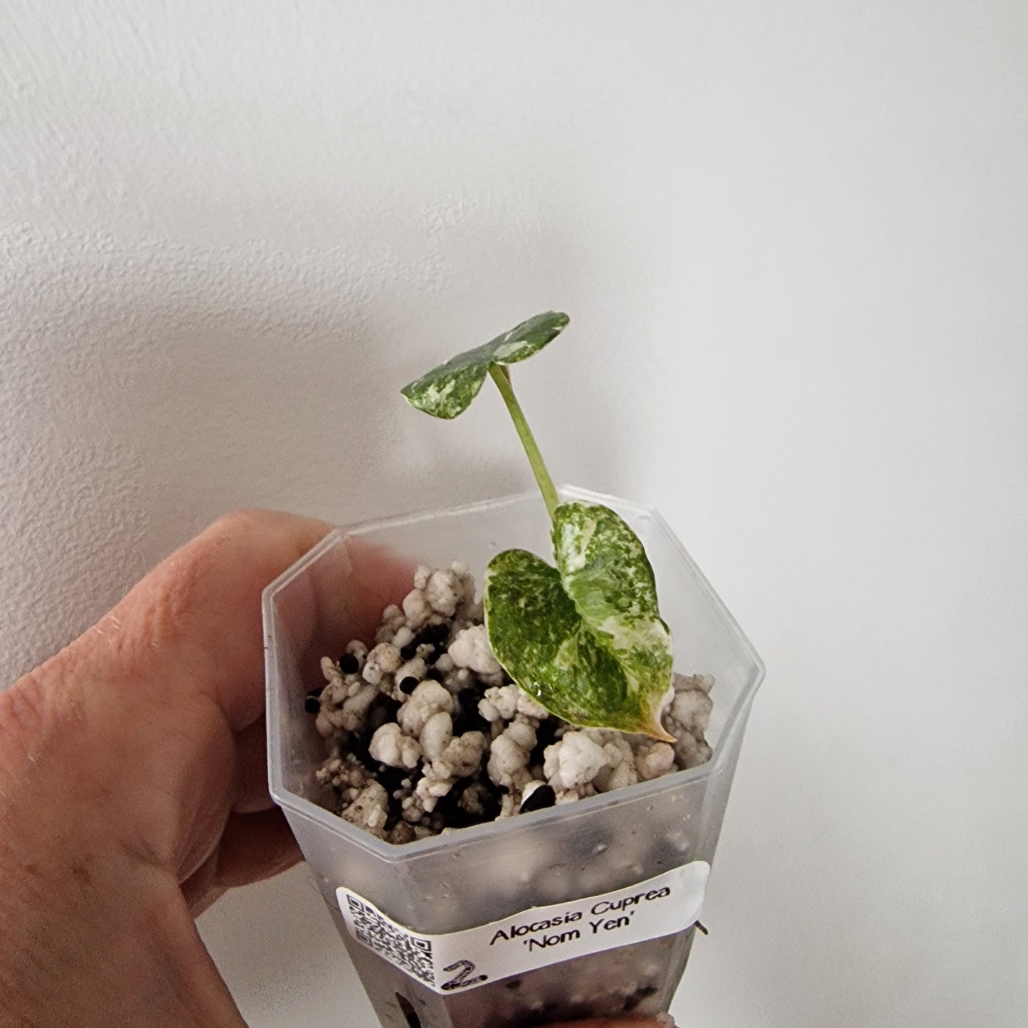 Alocasia Cuprea ‘Nom Yen’ Variegated – Tissue Culture Plant (#2)