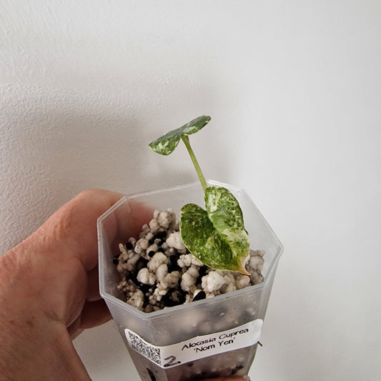 Alocasia Cuprea ‘Nom Yen’ Variegated – Tissue Culture Plant (#2)
