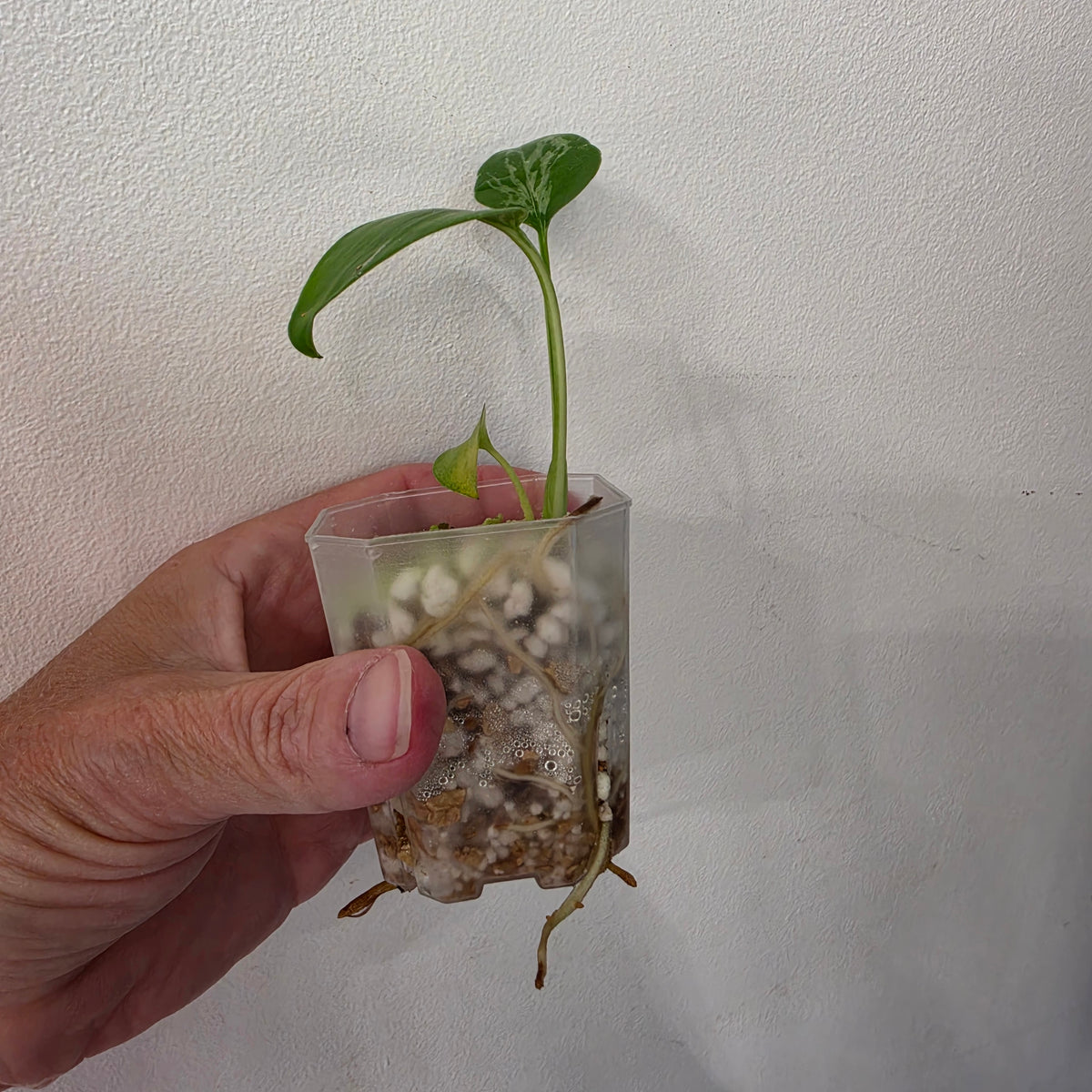 Monstera Bulbasaur – Fully Acclimatised | Exact Plant #5