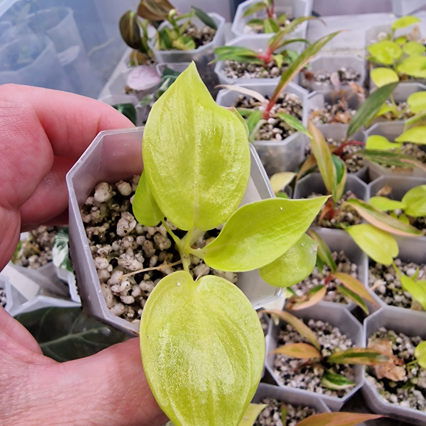 Philodendron Warscewiczii Golden Aurea