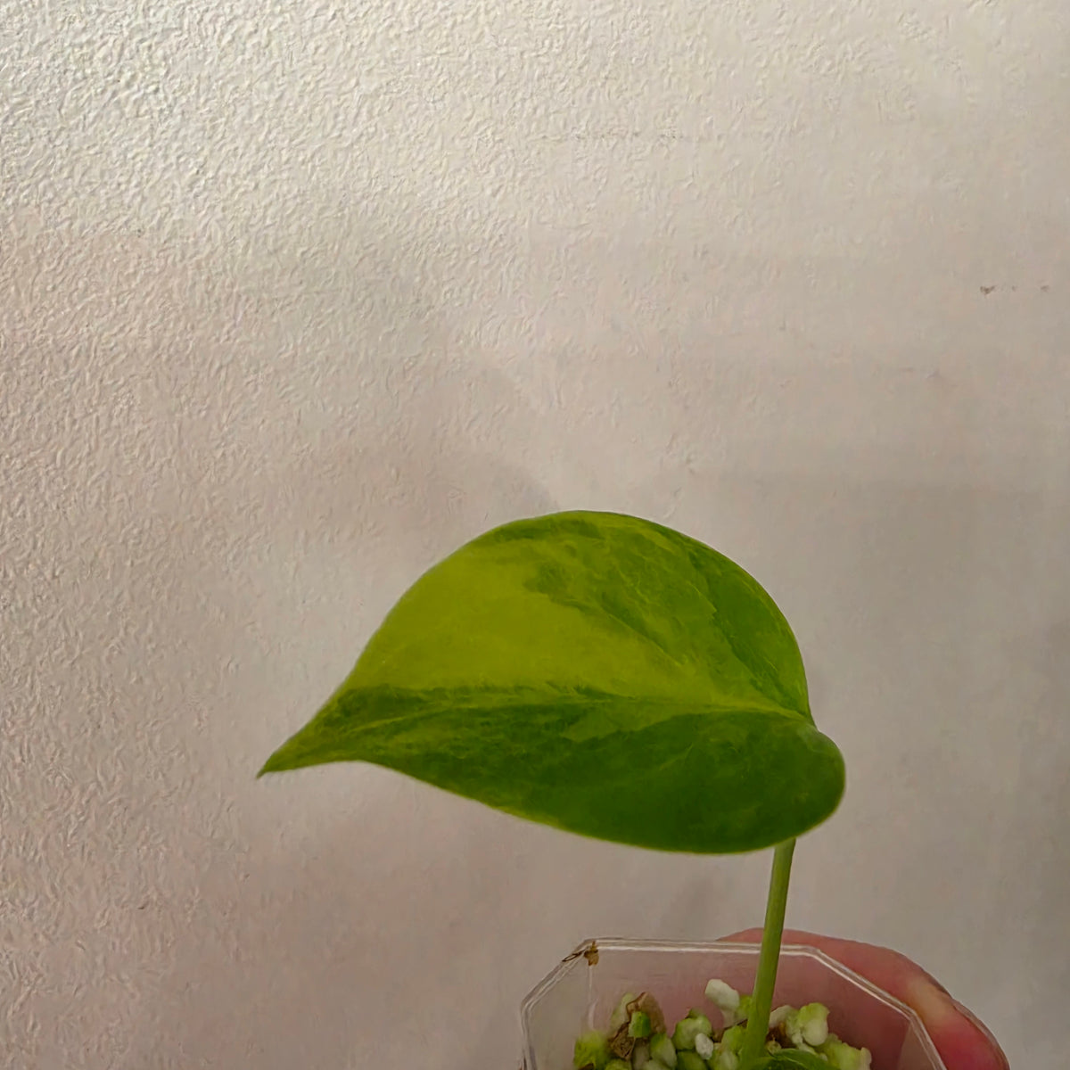Monstera Yellow Marilyn Variegated – Exact Plant #3