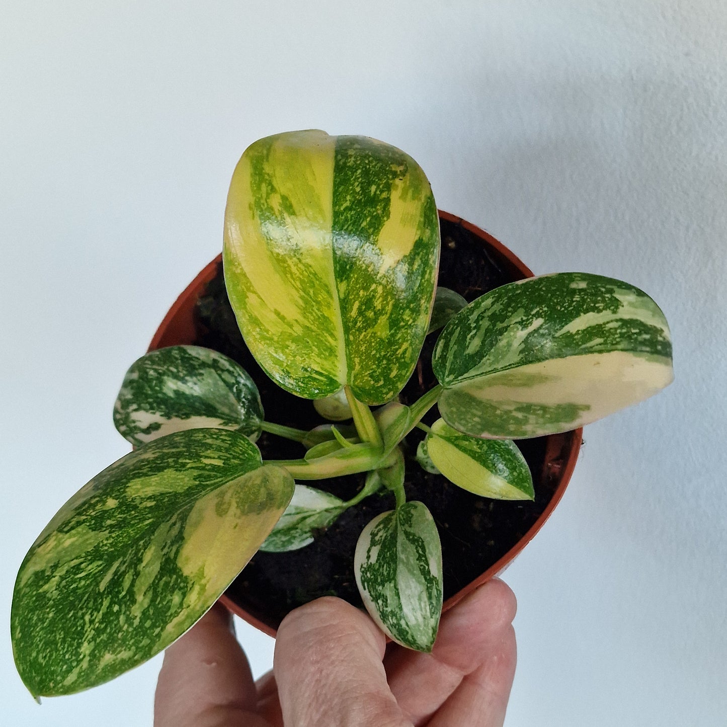 Philodendron Green Congo – 11cm Pot (#1)