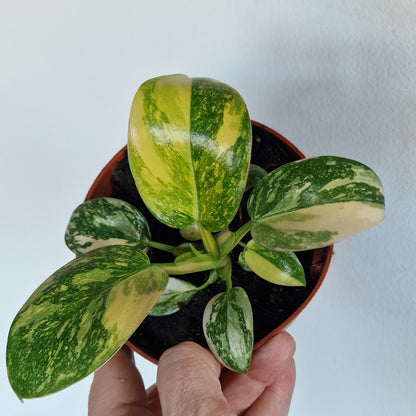 Philodendron Green Congo – 11cm Pot (#1)