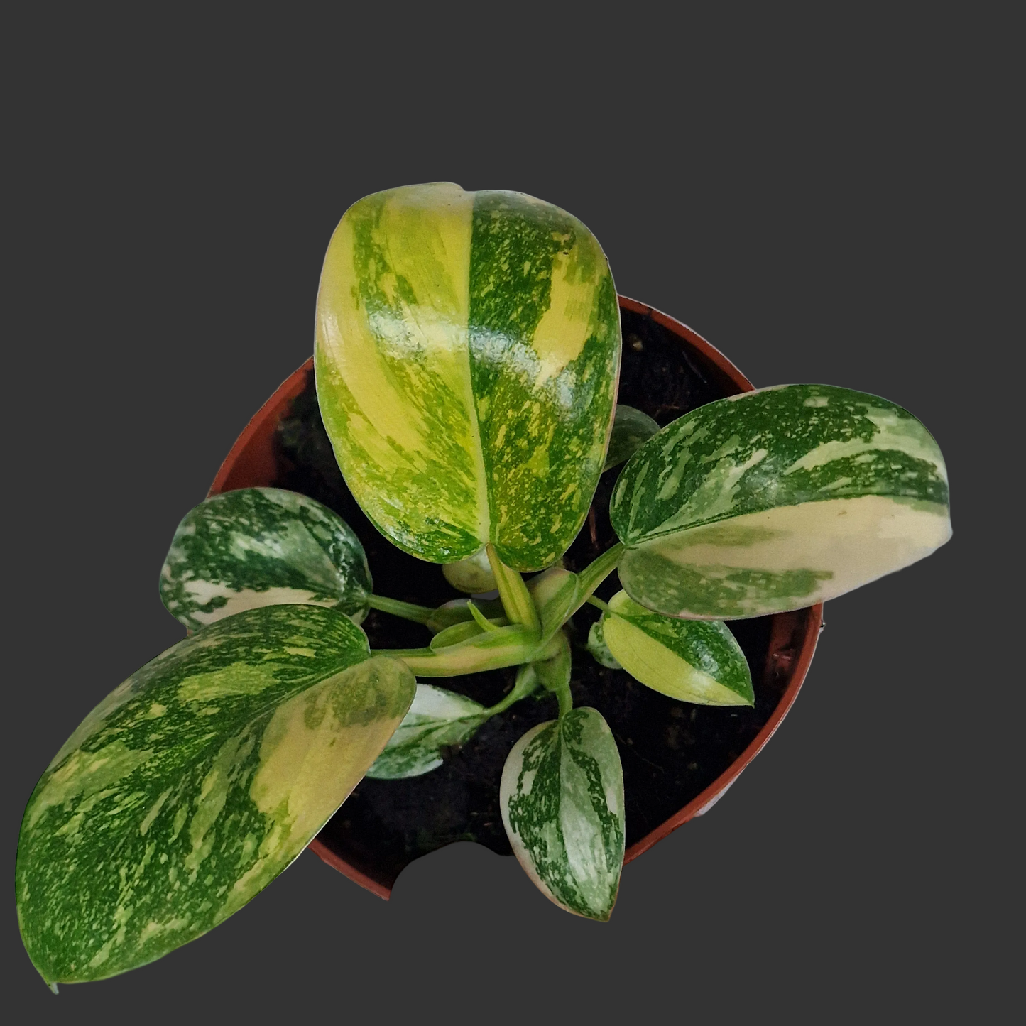 Philodendron Green Congo – 11cm Pot (#1)