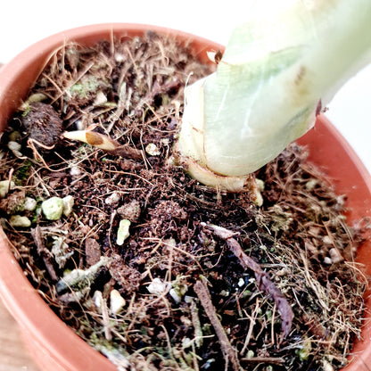 Alocasia Green Unicorn Houseplant 14cm pot (1)