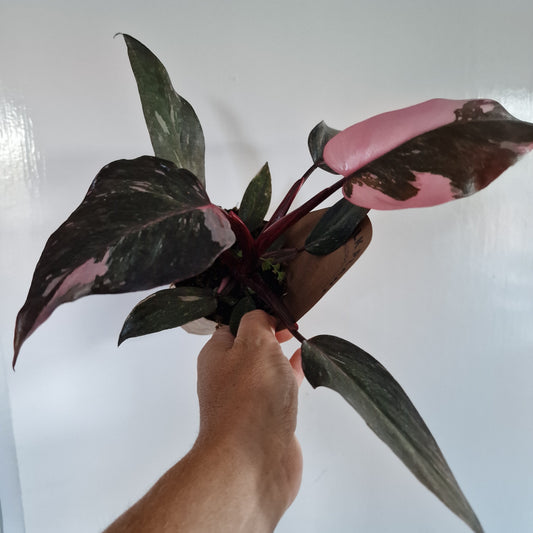 Philodendron Pink Marble Rare Houseplant 9cm pot