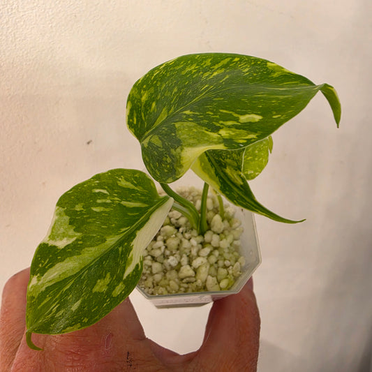 Monstera Electrolight – Exact Plant No. 1  - See Description