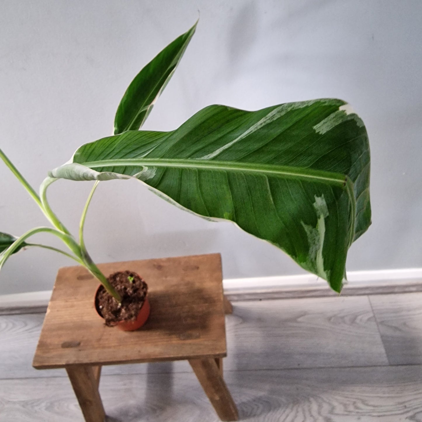 Musa ‘Florida’ – 10.5cm Pot (#1)