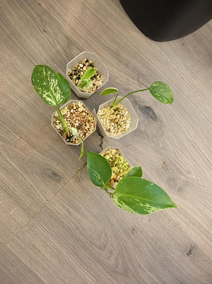 Monstera Bundle - See Description