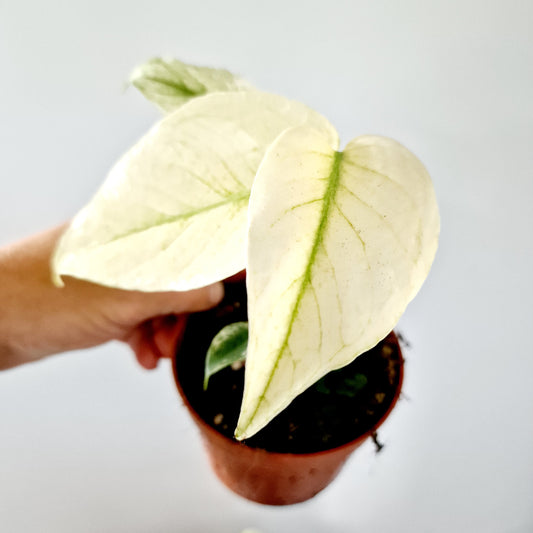 Monstera Deliciosa Mint Variegata Rare Houseplant 10.5cm pot (4)