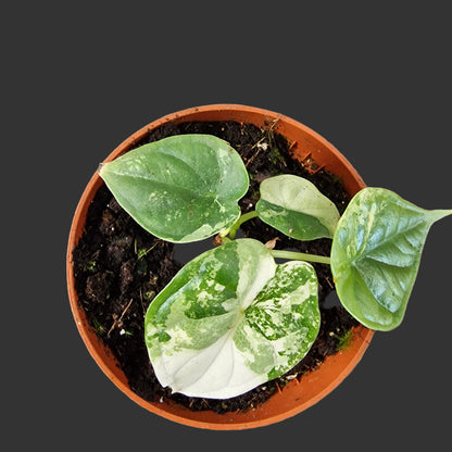 Alocasia Dragon Scale Variegata Rare Houseplant 10.5cm pot (2)