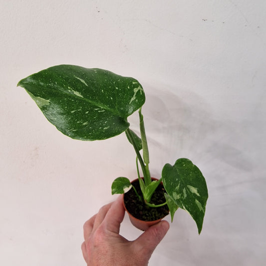 Monstera Thai Constellation – 6cm Pot (#1)