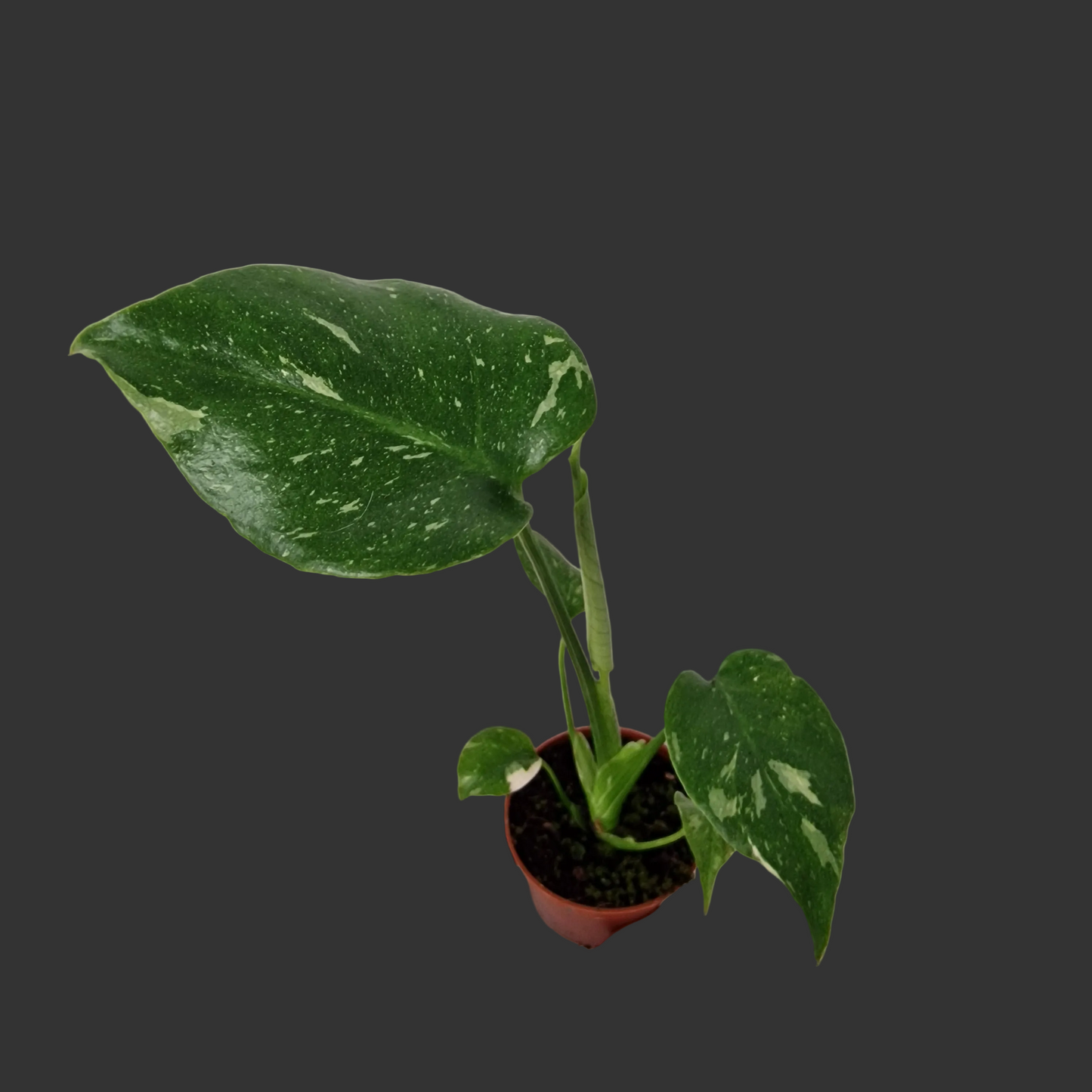 Monstera Thai Constellation – 6cm Pot (#1)