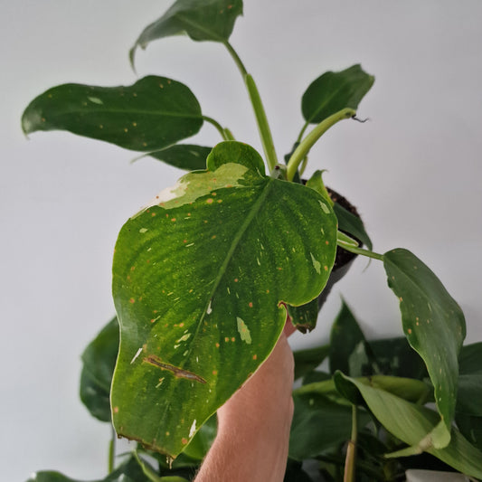 Philodendron White Wizard Rare Houseplant 12cm pot