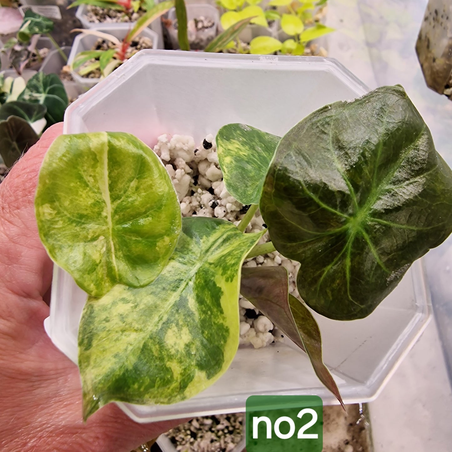 Alocasia Wentii Aurea - choose your own