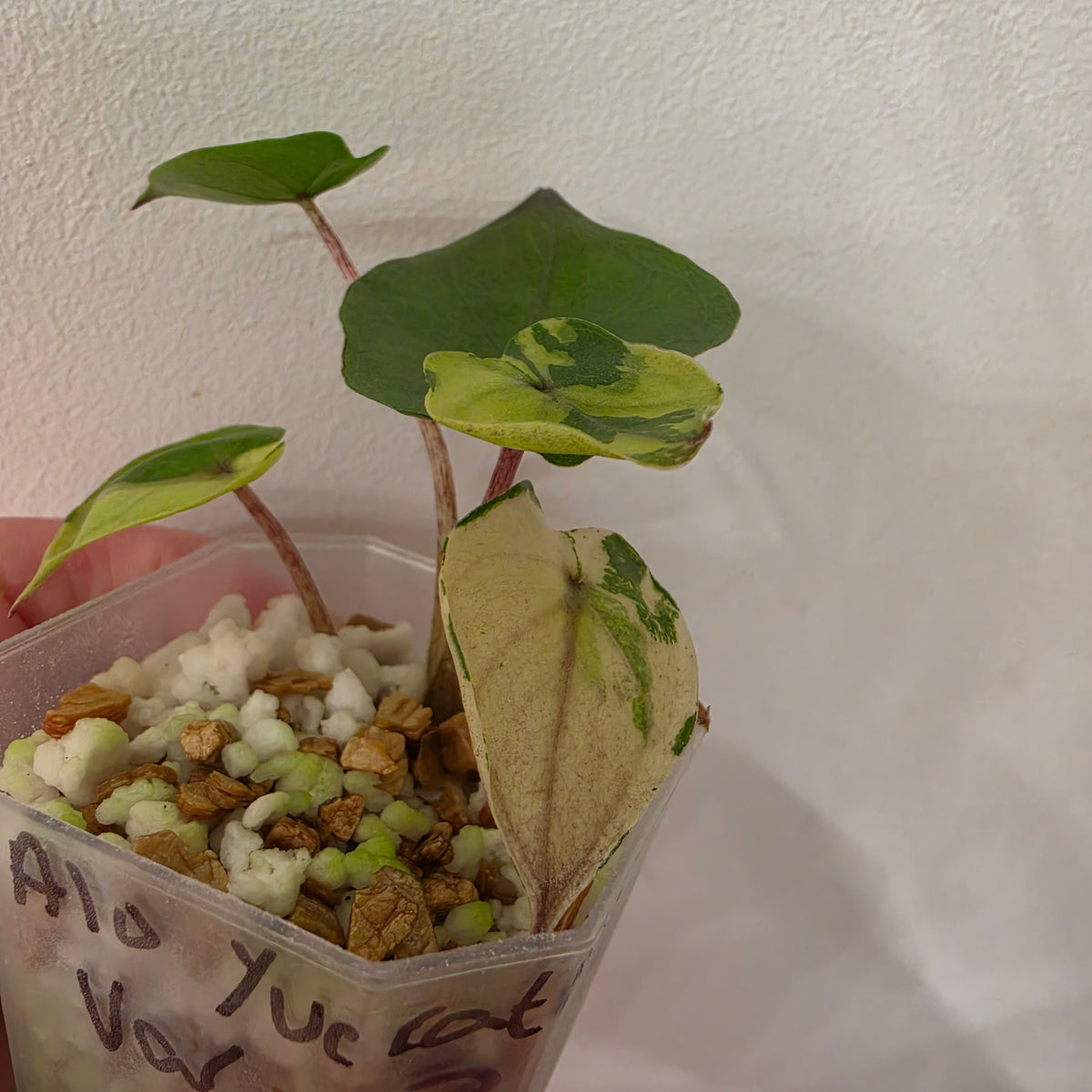 Alocasia Yucatan Princess Variegated – Exact Plant #3