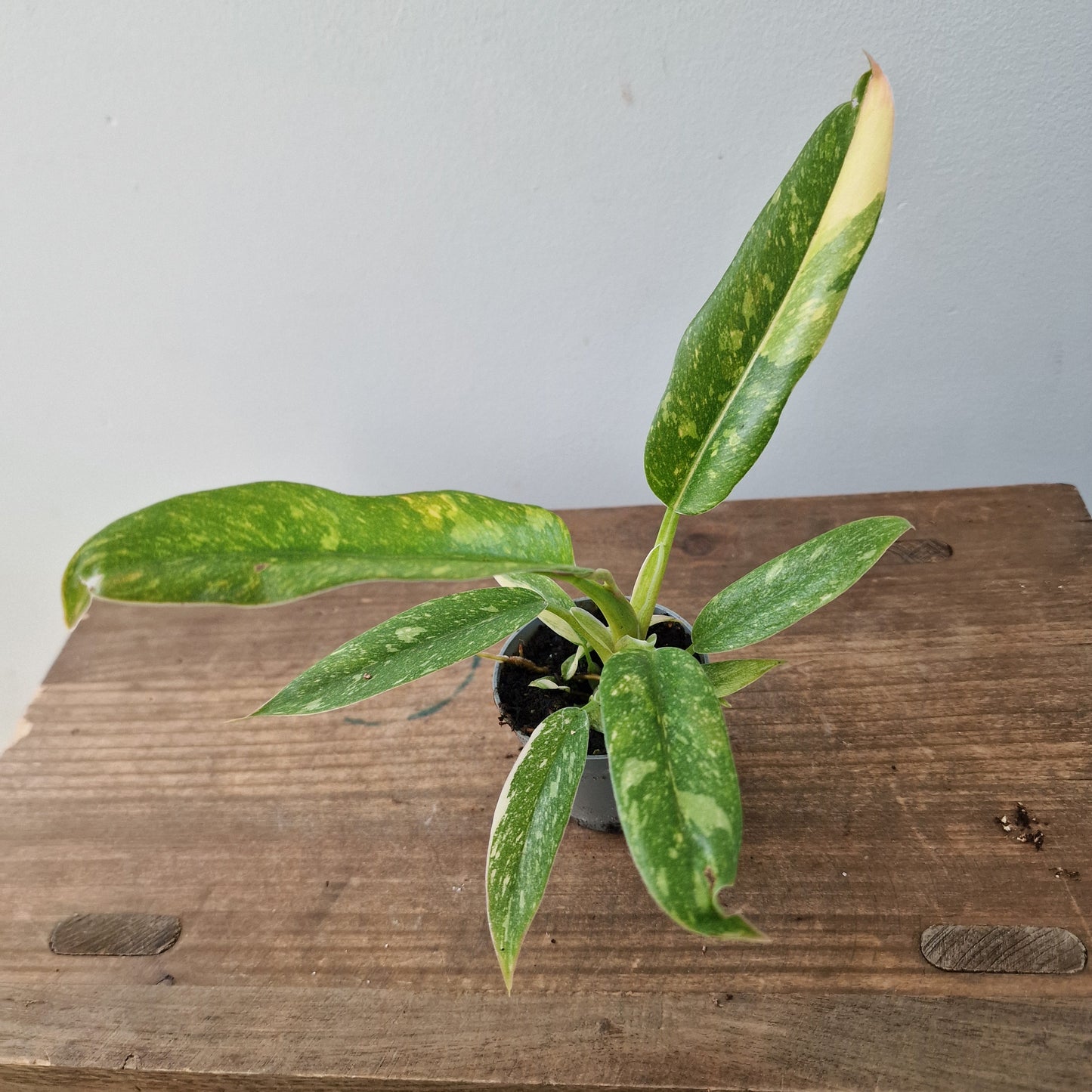 Philodendron Ring of Fire – 6cm Pot