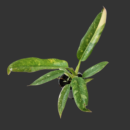 Philodendron Ring of Fire – 6cm Pot