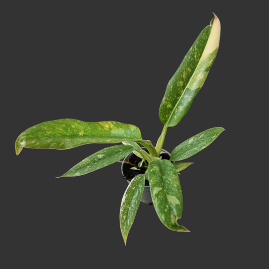 Philodendron Ring of Fire – 6cm Pot