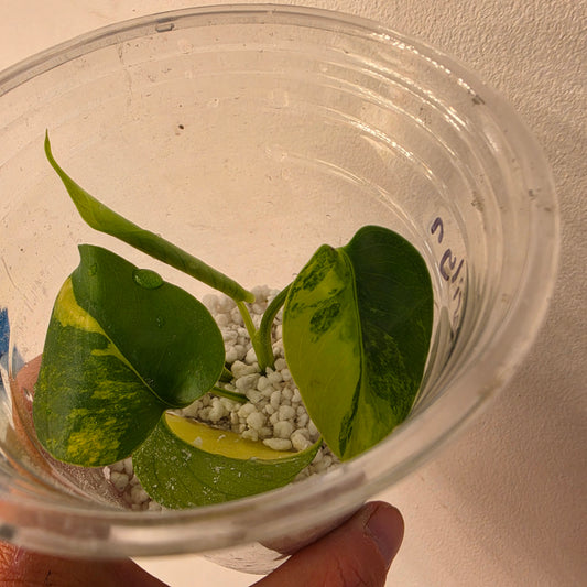 Monstera Yellow Marilyn Variegated – Exact Plant (2) See Description