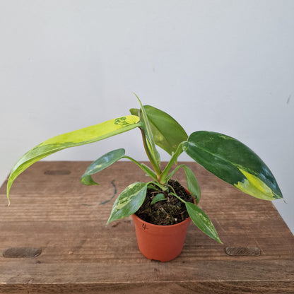 Philodendron Florida Beauty – 7cm Pot (#4)