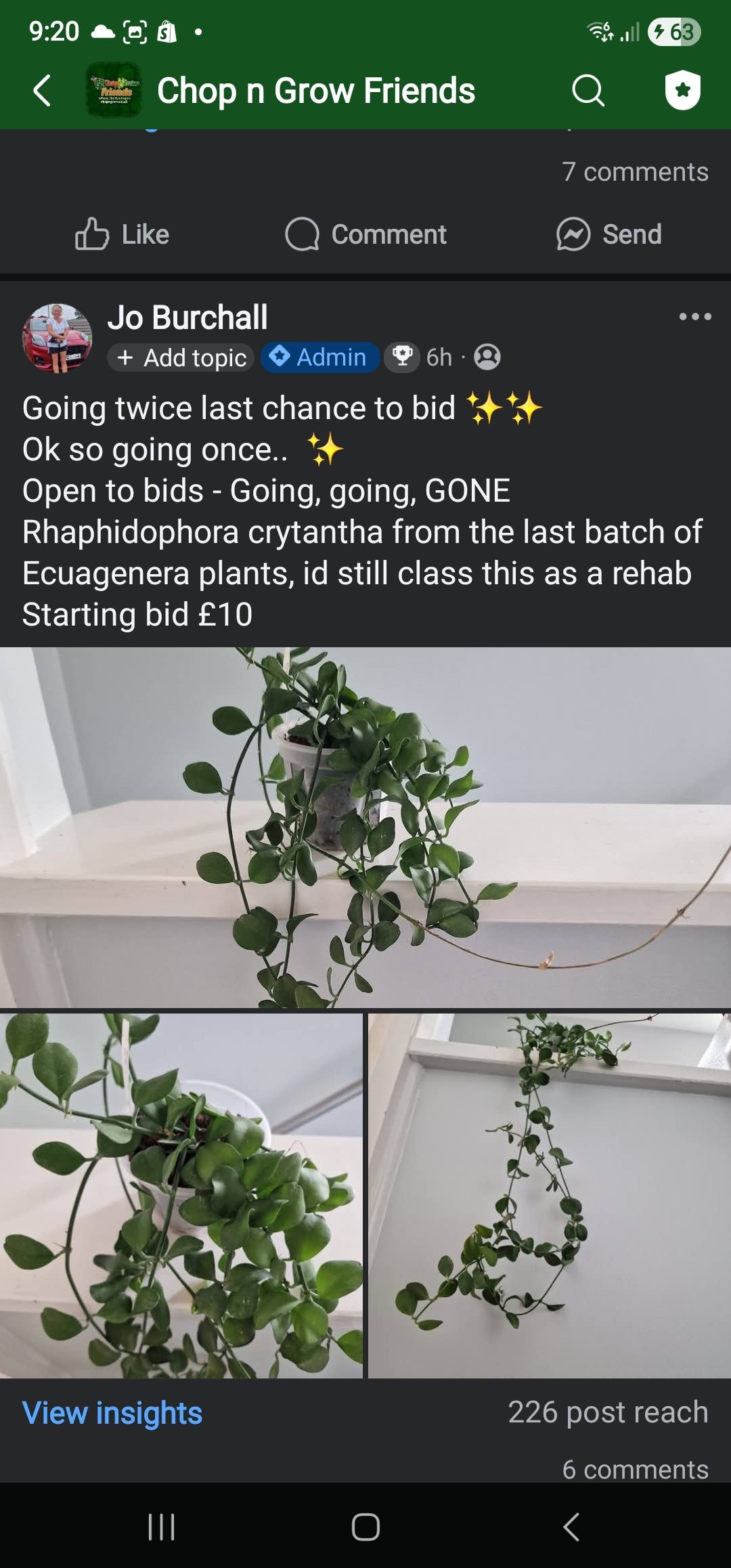 Sunday Sale - Lee Rhaphidophora