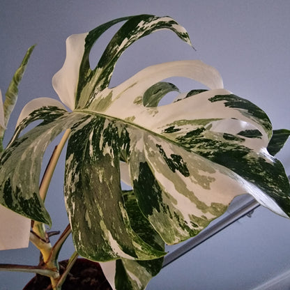 Monstera Deliciosa Albo Super White Rare Houseplant 15cm pot