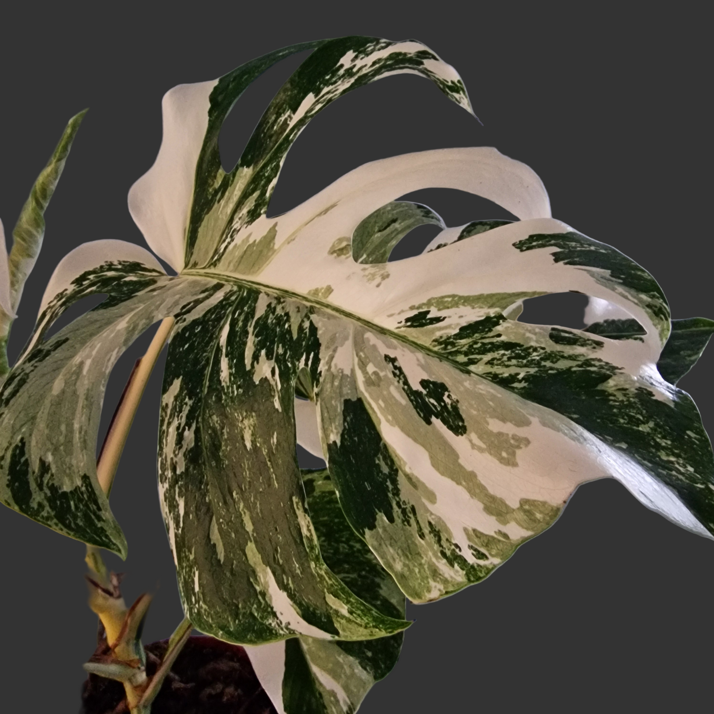 Monstera Deliciosa Albo Super White Rare Houseplant 15cm pot