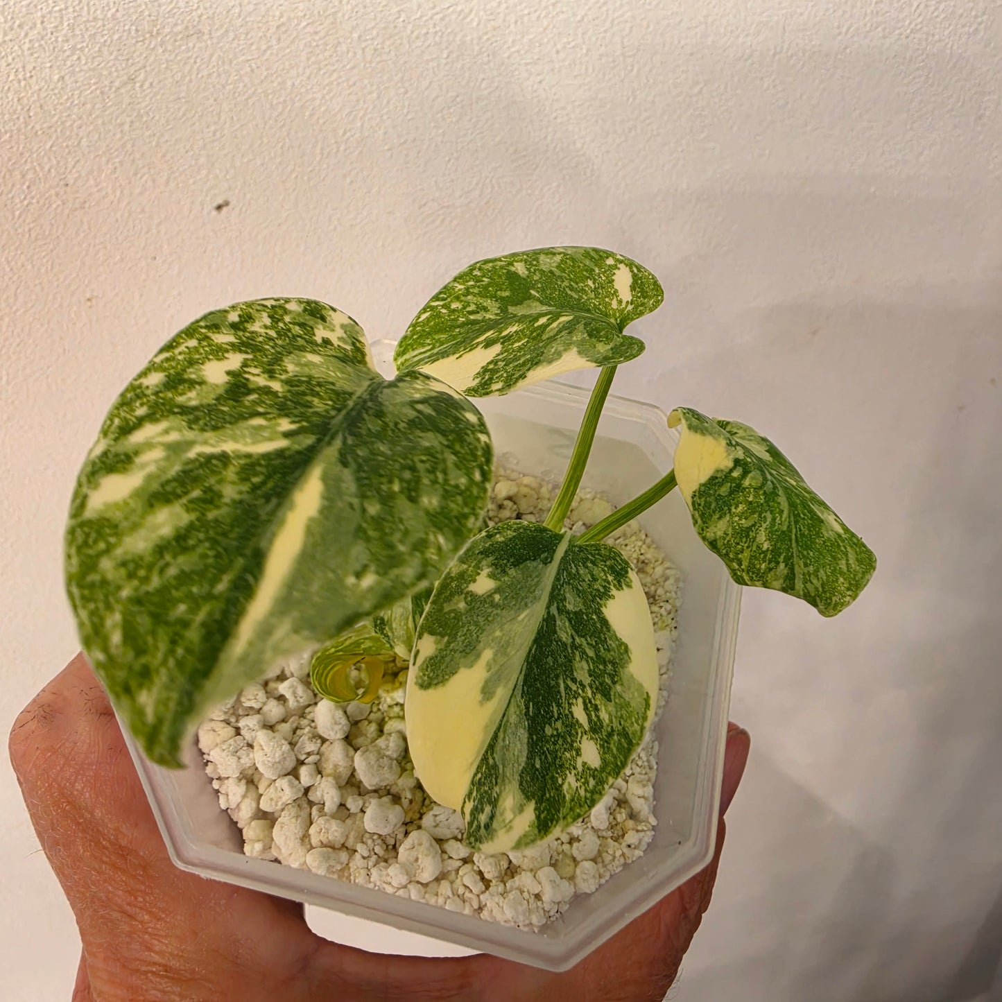 Monstera Crème Brûlée – Exact Plant No. 5 - See Description