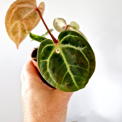 Anthurium Besseae aff x Zara x Michelle Houseplant 9cm pot (2)