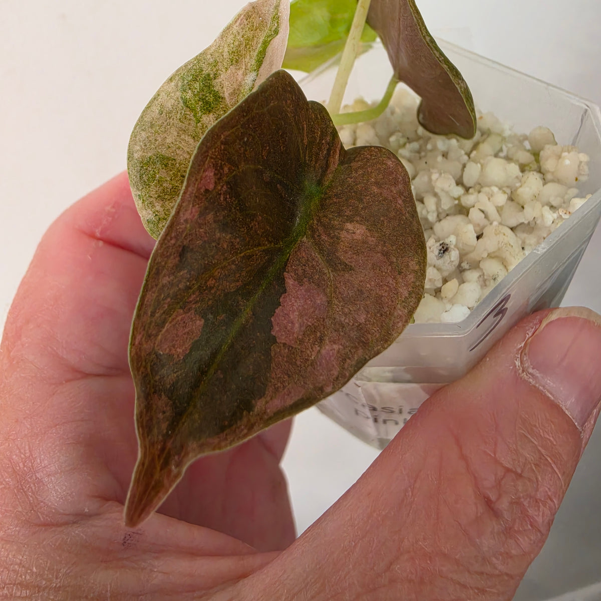 Alocasia Cuprea ‘Pink Spot’ Variegated – Established | Exact Plant #3